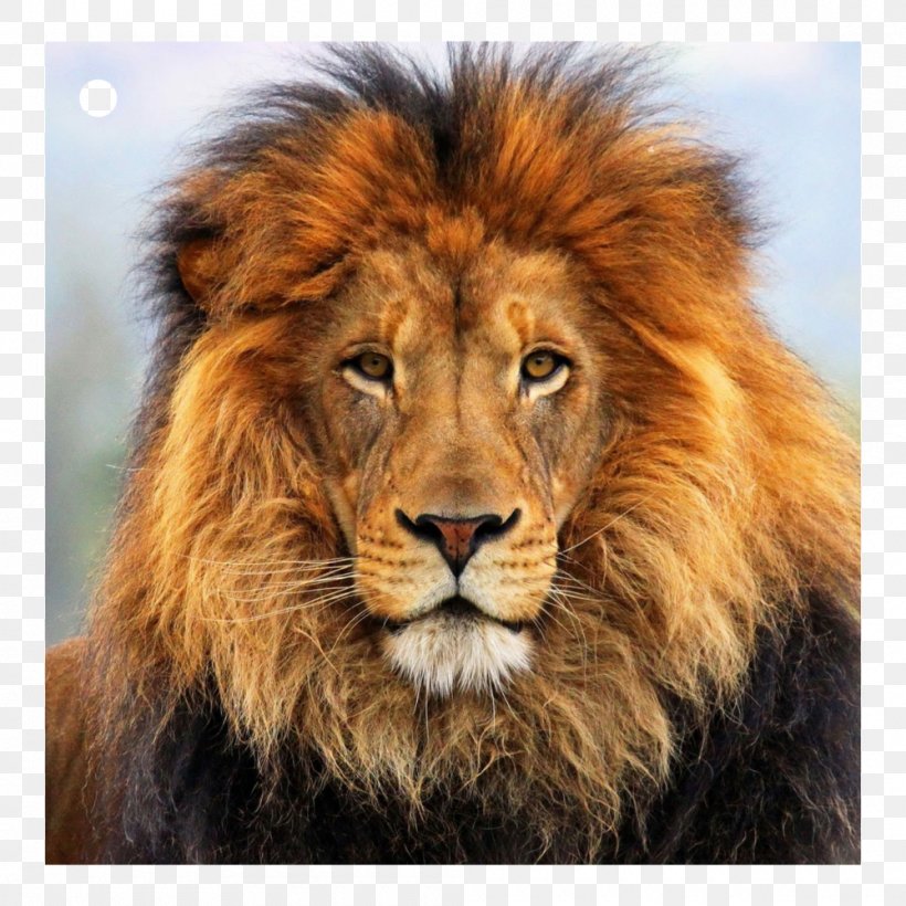 Desktop Wallpaper High-definition Television 1080p Retina Display Clip Art, PNG, 1000x1000px, Highdefinition Television, African Lion, Big Cats, Carnivoran, Cat Like Mammal Download Free