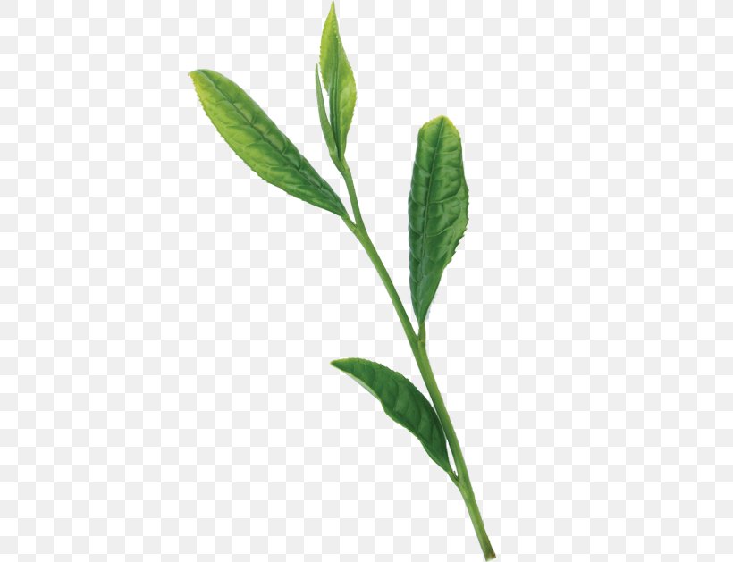 Leaf Plant Stem Herb, PNG, 400x629px, Leaf, Herb, Organism, Plant, Plant Stem Download Free