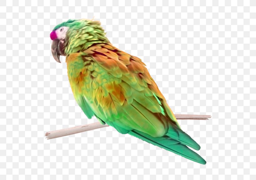 Lovebird Macaw Parakeet Perroquet, PNG, 600x577px, Lovebird, Animal, Beak, Bird, Bird Supply Download Free