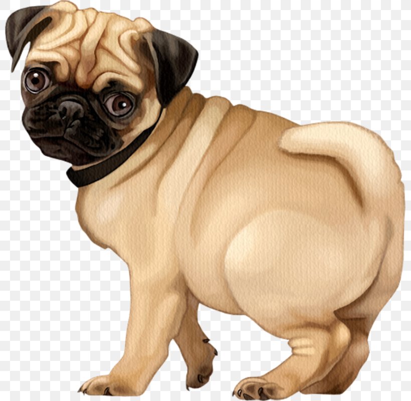 Pug Puppy Dog Breed Companion Dog French Bulldog, PNG, 799x800px, Pug, Breed, Breed Group Dog, Bulldog, Carnivoran Download Free
