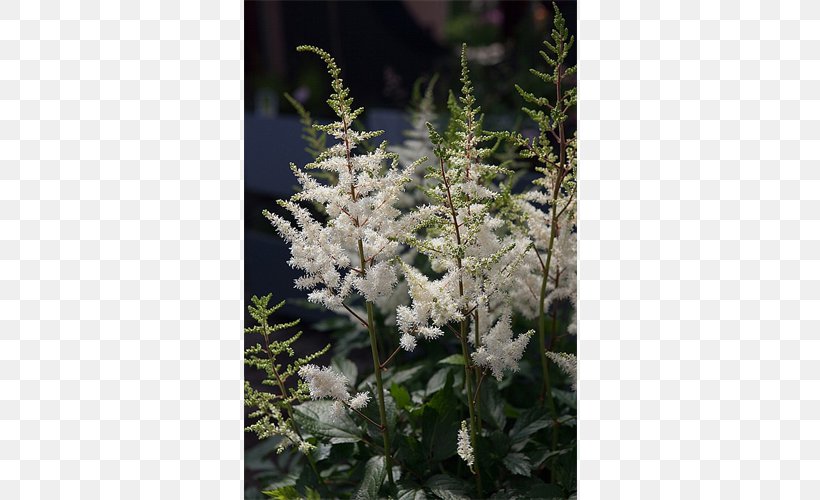 Spruce Lilac Catnips Subshrub Flower, PNG, 500x500px, Spruce, Fir, Flower, Herb, Lilac Download Free