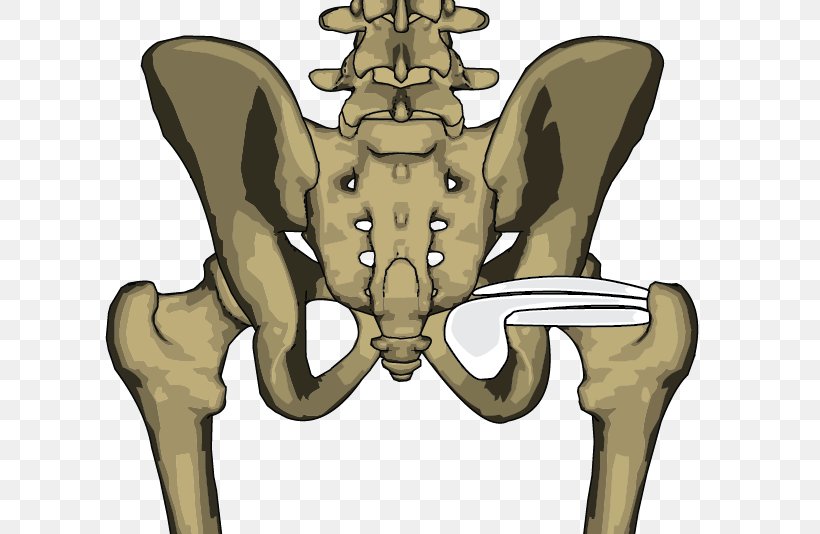Bone Internal Obturator Muscle Levator Scapulae Muscle Pelvis, PNG, 705x534px, Watercolor, Cartoon, Flower, Frame, Heart Download Free