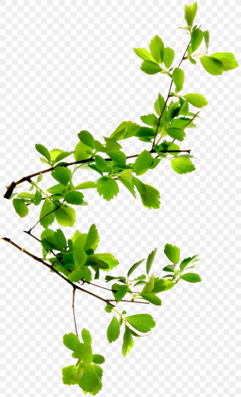 Branch Twig Leaf Plant Stem Tree, PNG, 1273x2100px, Branch, Flowering ...