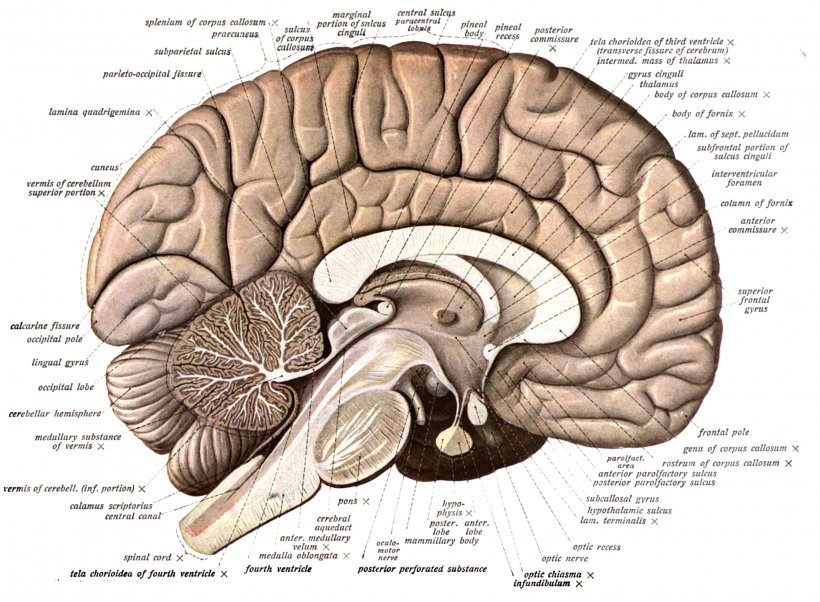Human Brain Anatomy Diagram Human Body, PNG, 3060x2247px, Watercolor, Cartoon, Flower, Frame, Heart Download Free