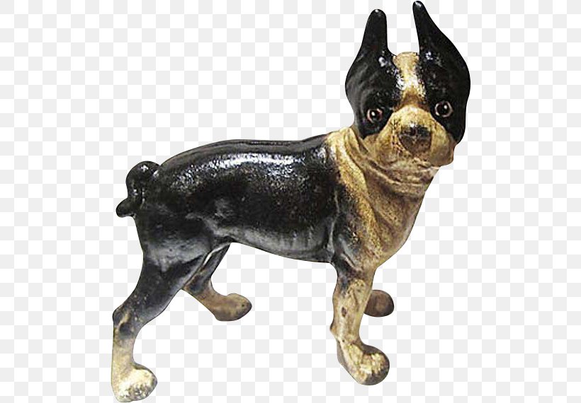 Boston Terrier Dog Breed Companion Dog Non-sporting Group Snout, PNG, 570x570px, Boston Terrier, Breed, Carnivoran, Companion Dog, Dog Download Free