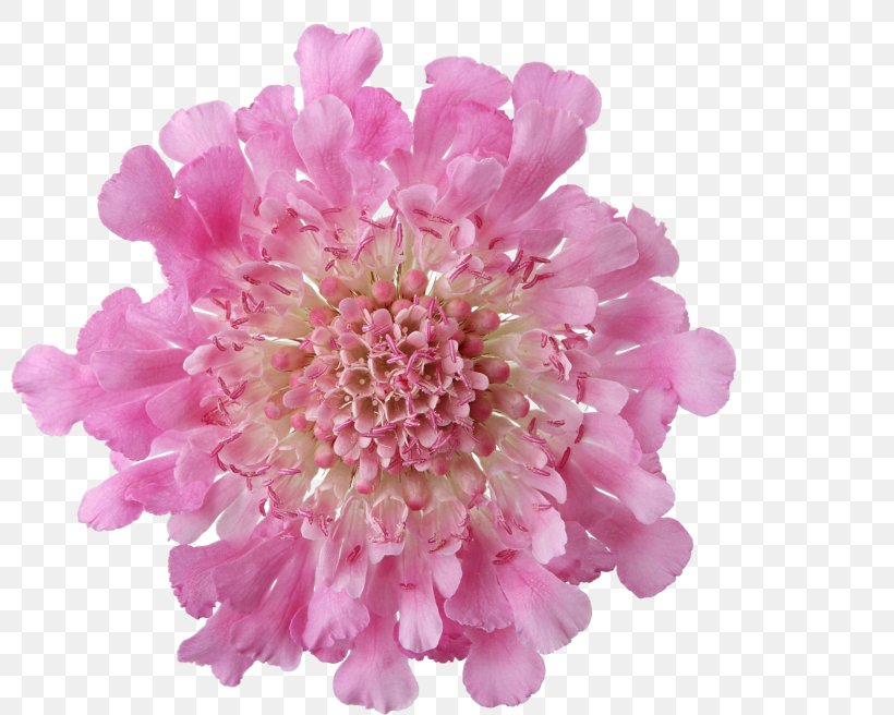 Flower, PNG, 800x656px, Flower, Chrysanths, Cut Flowers, Dahlia, Drawing Download Free