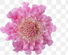 Flower PNG