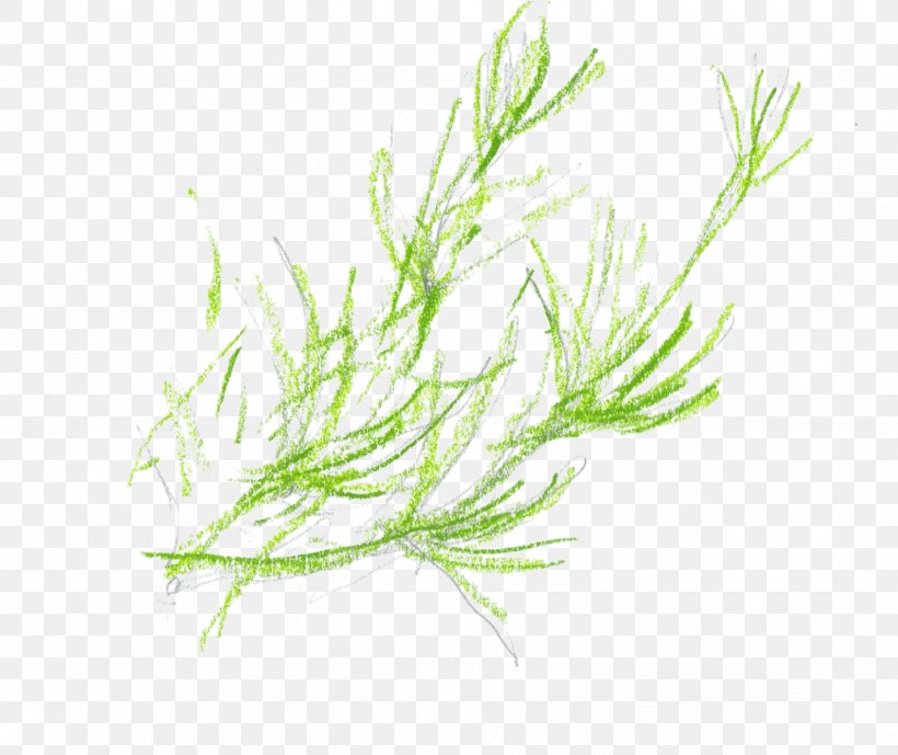 Grasses Plant Stem Herb, PNG, 1428x1200px, Grasses, Grass, Grass Family, Herb, Organism Download Free