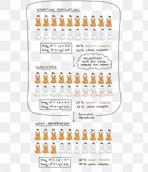 Fitness - Hardyâ€“Weinberg Principle Allele Frequency Natural Selection Genotype Population Bottleneck PNG