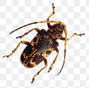 Tiger Beetle Images Tiger Beetle Transparent Png Free Download