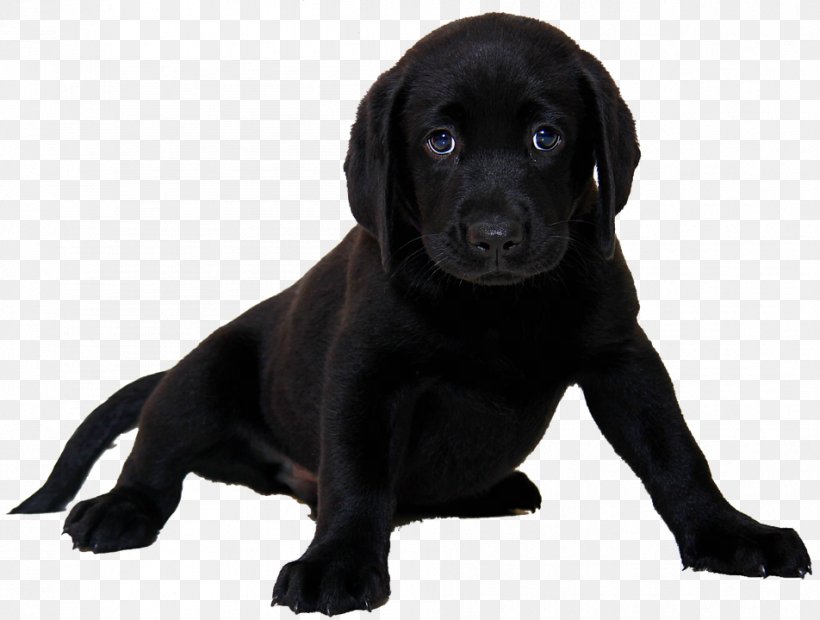 Labrador Retriever Puppy Breed Pet Veterinarian, PNG, 952x720px, Labrador Retriever, Animal, Borador, Breed, Carnivoran Download Free