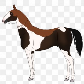 Mustang - Mustang Foal Mare Stallion Colt PNG