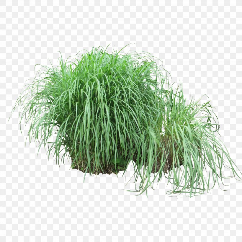 Shrub Grasses Plant Tree, PNG, 3822x3822px, Shrub, Barberry, Commodity, Fountain Grass, Grass Download Free
