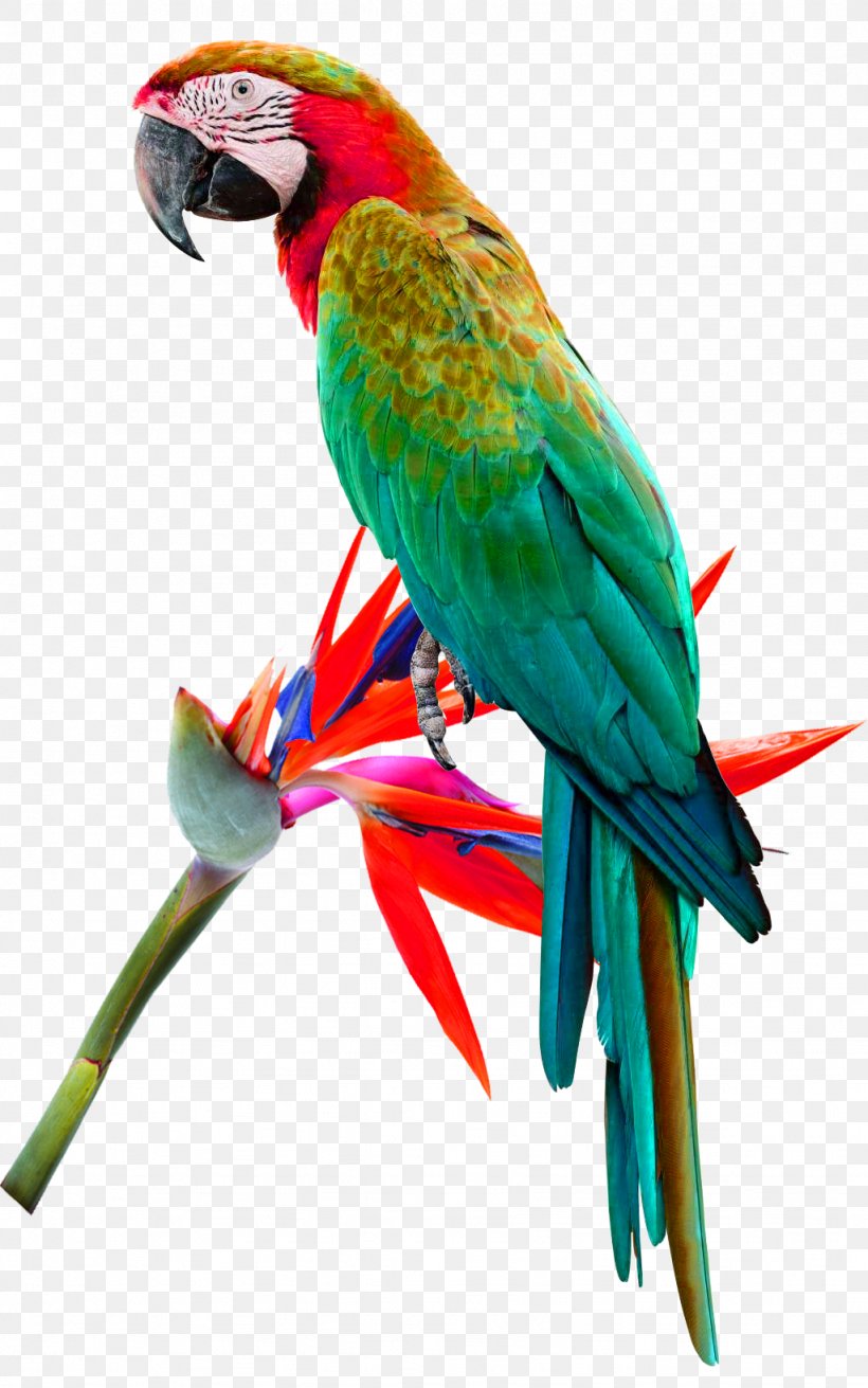 Bird Red-lored Amazon Red-and-green Macaw Cockatoo Cockatiel, PNG, 1024x1638px, Bird, Amazon Parrot, Beak, Cockatiel, Cockatoo Download Free