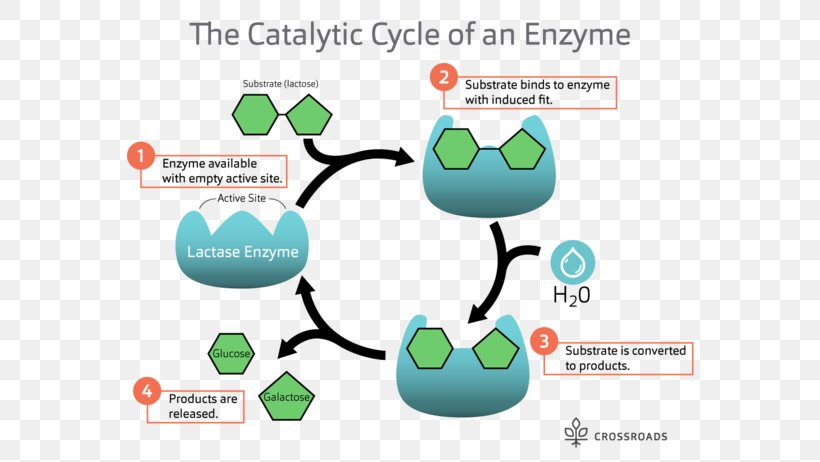 Catalytic Cycle Lactase Enzyme Substrate Catalysis, PNG, 600x462px, Catalytic Cycle, Active Site, Area, Brand, Catalysis Download Free