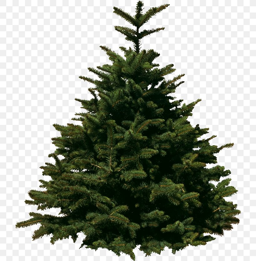 Christmas Tree Christmas Day Pine Fir, PNG, 725x836px, Christmas Tree, Biome, Branch, Christmas Day, Christmas Decoration Download Free