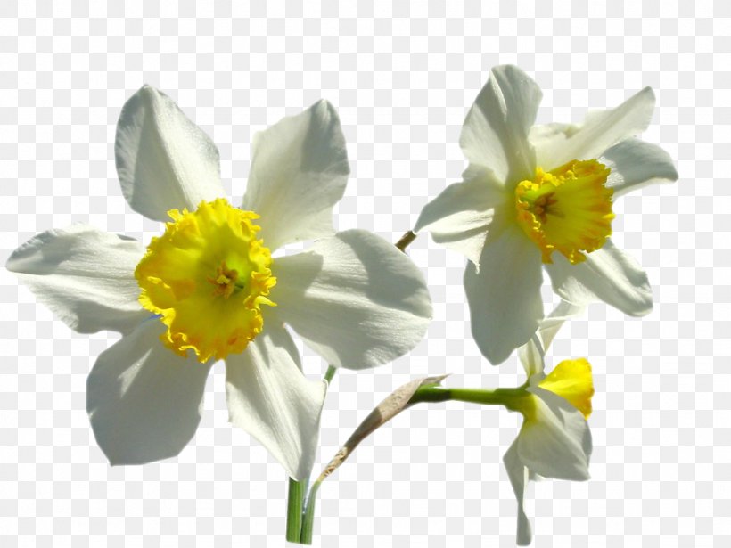 Daffodil Narcissus Presentation, PNG, 1024x768px, 8 February, Daffodil, Amaryllis Family, Author, Blog Download Free