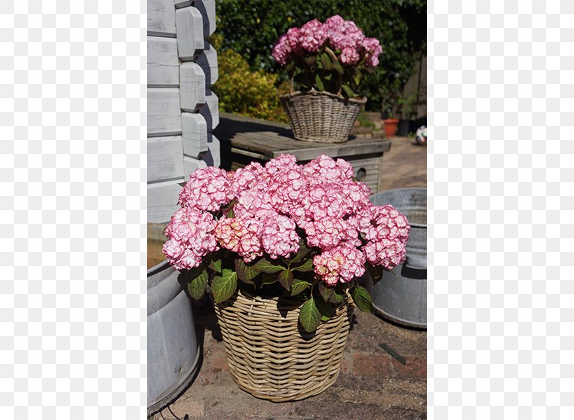 French Hydrangea You+Me Garden Pink Flower, PNG, 600x600px, French Hydrangea, Blue, Cornales, Cultivar, Floristry Download Free