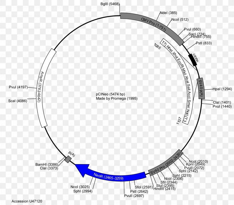 Plasmid Restriction Map Vector PGLO PUC19, PNG, 3063x2680px, Plasmid, Area, Circular Dna, Diagram, Dna Download Free