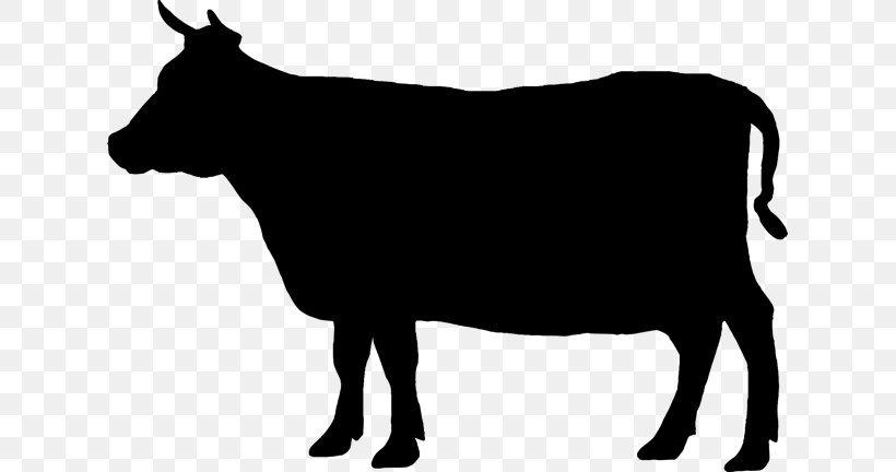 Angus Cattle Welsh Black Cattle Beef Cattle Jersey Cattle Clip Art, PNG, 623x432px, Angus Cattle, Beef Cattle, Black And White, Bull, Cattle Download Free