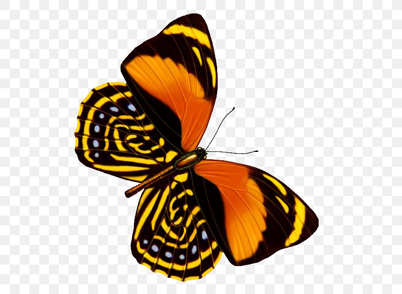 Butterfly Web Browser Graphic Design, PNG, 600x600px, Butterfly, Adobe Flash, Arthropod, Brush Footed Butterfly, Insect Download Free