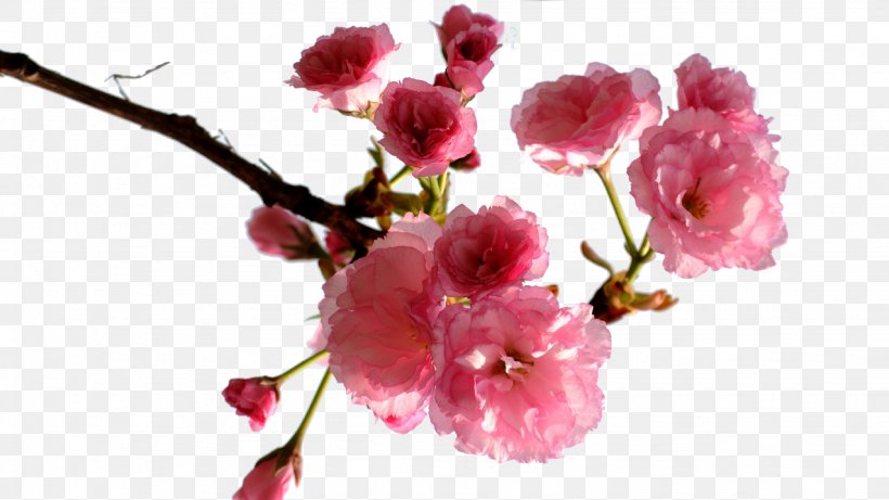 Cherry Blossom, PNG, 2048x1152px, Blossom, Branch, Cherry Blossom, Cut Flowers, Flower Download Free