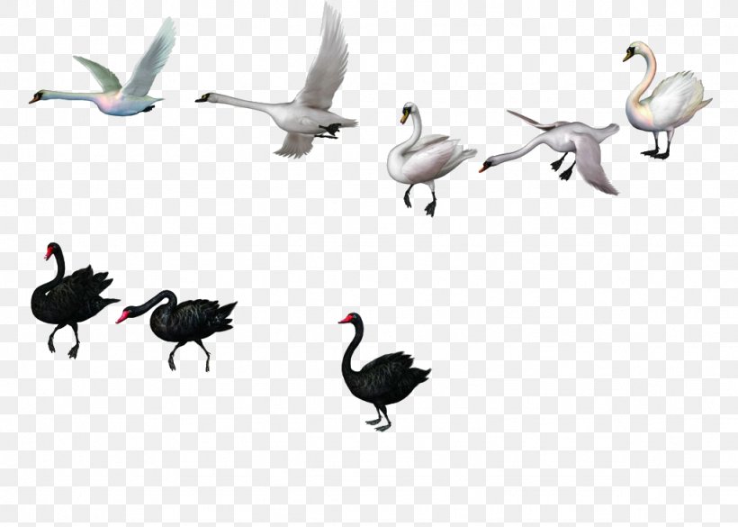 Duck Mute Swan Black Swan Goose, PNG, 1024x731px, Duck, Beak, Bird, Black Swan, Cygnini Download Free