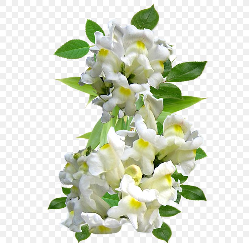 Flower Clip Art, PNG, 553x800px, Flower, Animaatio, Branch, Cut Flowers, Dendrobium Download Free