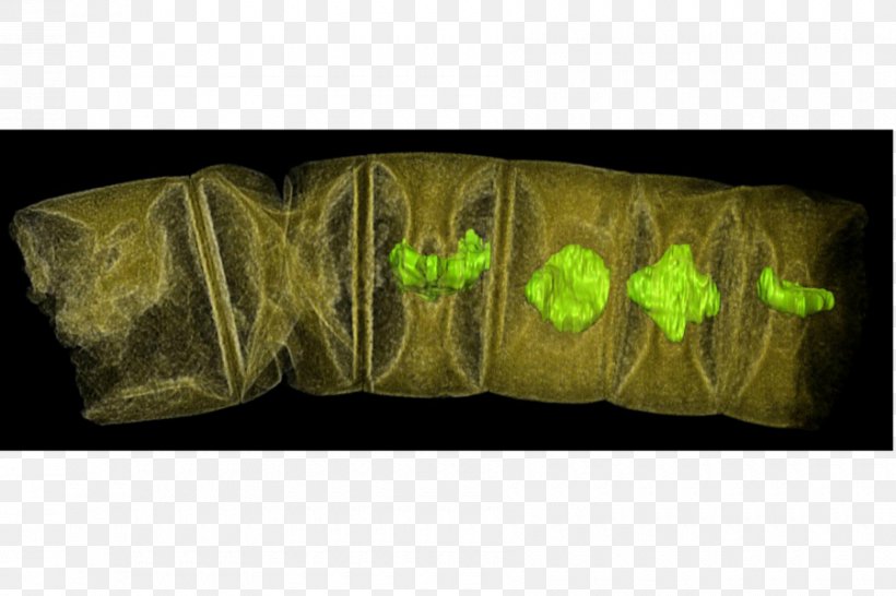 Fossil Multicellular Organism Plant Algae Science, PNG, 900x600px, Fossil, Algae, Cell, Discovery, Life Download Free