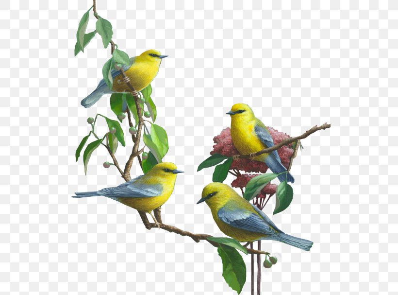 Lovebird Parrot Budgerigar Cockatiel, PNG, 542x607px, Bird, Beak, Bird Supply, Branch, Budgerigar Download Free