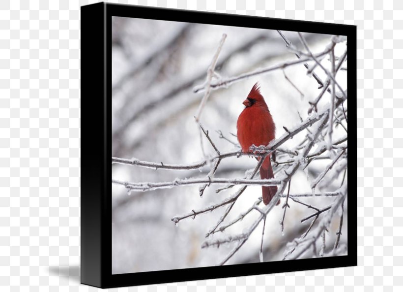 Northern Cardinal Gallery Wrap Picture Frames Red, PNG, 650x593px, Cardinal, Art, Beak, Bird, Branch Download Free