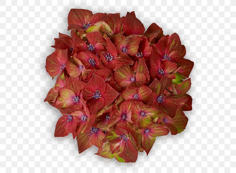 Petal Cut Flowers Leaf, PNG, 600x600px, Petal, Cut Flowers, Flower, Leaf, Plant Download Free