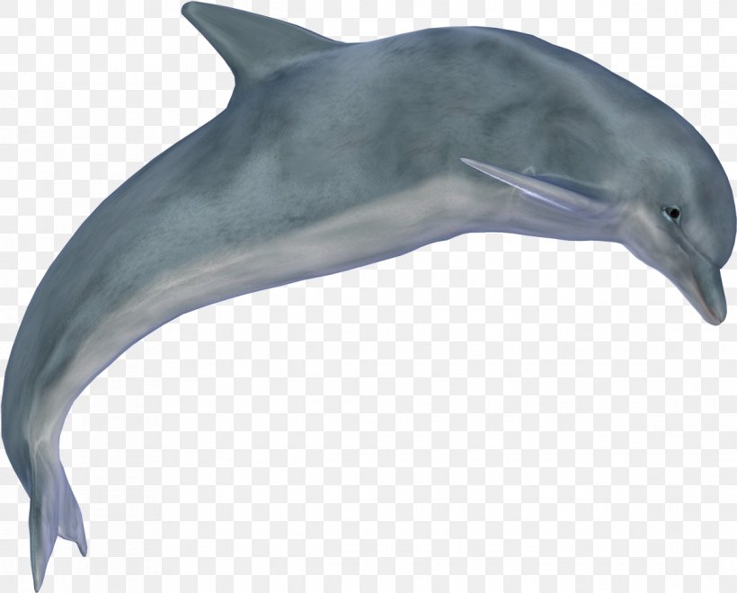 Web Design, PNG, 1164x938px, Dolphin, Animal Figure, Bottlenose Dolphin, Cetacea, Common Dolphins Download Free