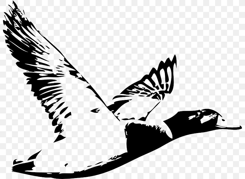 Duck Waterfowl Hunting Logo Water Bird, PNG, 800x600px, Duck, Beak, Bird, Bird Of Prey, Black Download Free