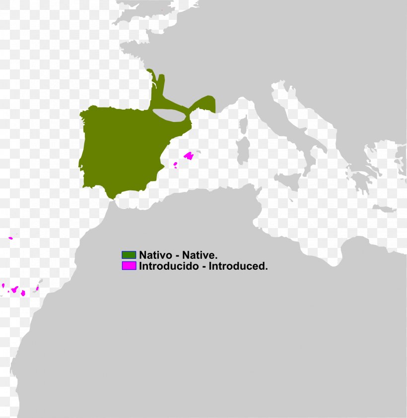 Spain France Border Barbary Macaque Blank Map, PNG, 1637x1683px, Spain, Area, Barbary Macaque, Blank Map, Border Download Free