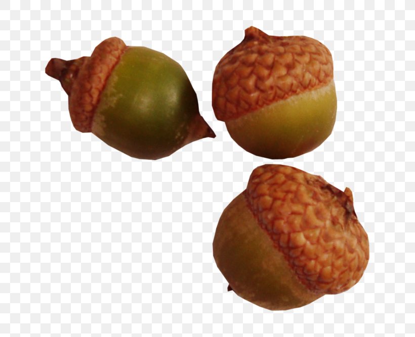 Acorn Oak, PNG, 800x667px, Acorn, Food, Fruit, Ingredient, Leaf Download Free