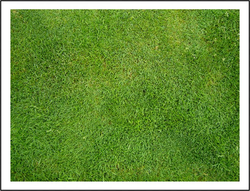 Artificial Turf Meadow Lawn Grasses Groundcover, PNG, 1056x806px, Artificial Turf, Family, Grass, Grass Family, Grasses Download Free