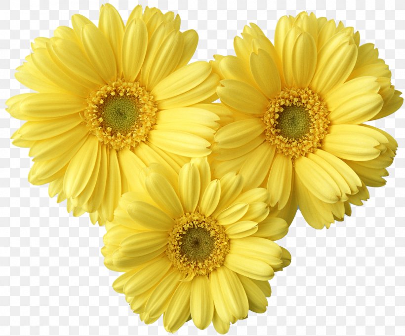 Border Flowers Yellow Clip Art, PNG, 1200x998px, Border Flowers, Brightness, Chrysanthemum, Chrysanths, Color Download Free