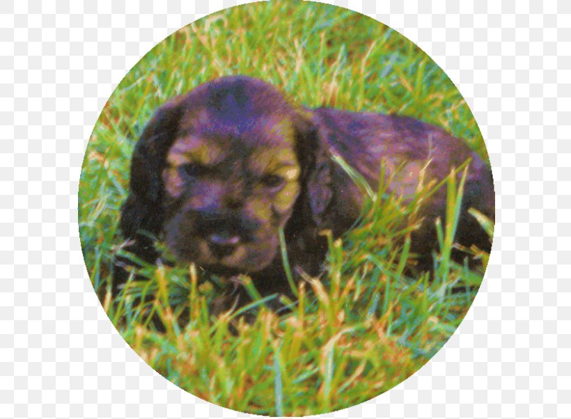 Boykin Spaniel Sussex Spaniel Field Spaniel Irish Setter Puppy, PNG, 602x602px, Boykin Spaniel, Breed, Carnivoran, Crossbreed, Dog Download Free
