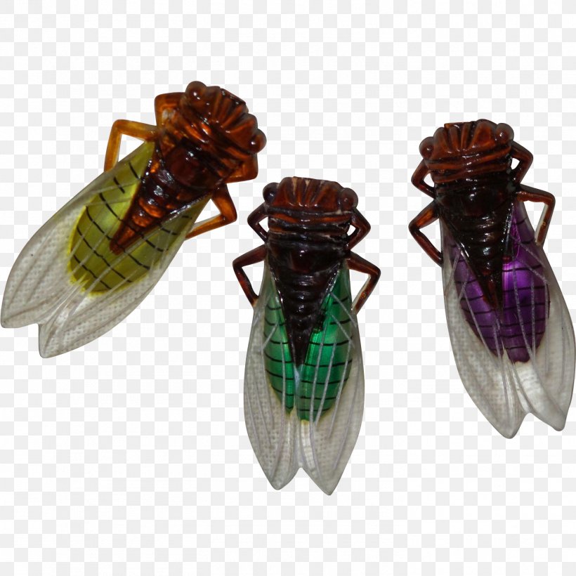 Insect Cicadoidea, PNG, 1466x1466px, Insect, Arthropod, Cicada, Cicadoidea, Fly Download Free