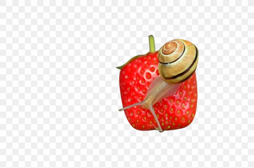 Strawberry Microscope Icon, PNG, 1024x678px, Strawberry, Aedmaasikas, Food, Fruit, Google Images Download Free