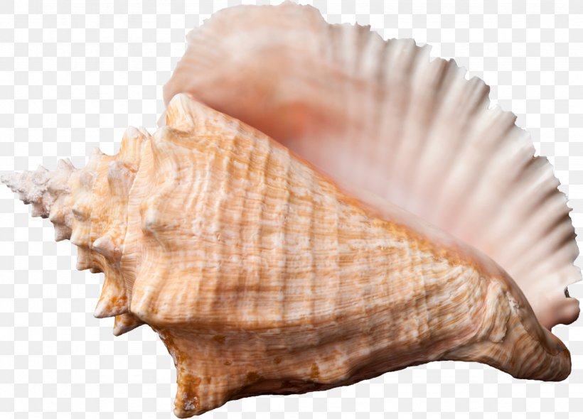 Conch Seashell Desktop Wallpaper Clip Art, PNG, 2048x1476px, Conch, Clam, Clams Oysters Mussels And Scallops, Cockle, Conch Piercing Download Free