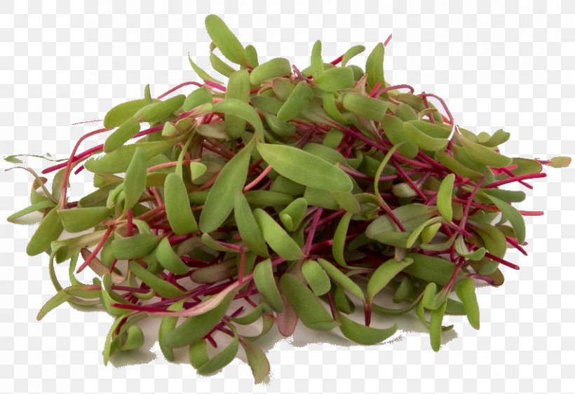 Flower Plant Alfalfa Sprouts Vegetable Food, PNG, 851x584px, Flower, Alfalfa Sprouts, Food, Ingredient, Leaf Vegetable Download Free