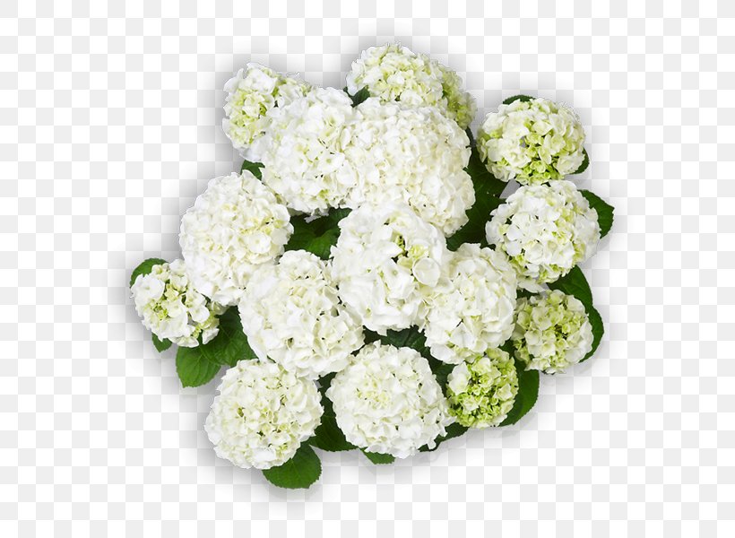 Hydrangea Cut Flowers Wudu Floral Design, PNG, 600x600px, Hydrangea, Afterschool Activity, Annual Plant, Compact, Cornales Download Free
