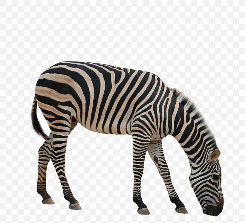 Rhinoceros Giraffe Okapi Zebra Animal, PNG, 716x746px, Rhinoceros, Animal, Black And White, Elephant, Horse Like Mammal Download Free