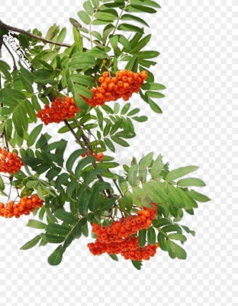 Rowan Sorbus Aucuparia Berry Tree Branch, PNG, 842x1080px, Rowan, Aronia Melanocarpa, Berry, Branch, Digital Image Download Free