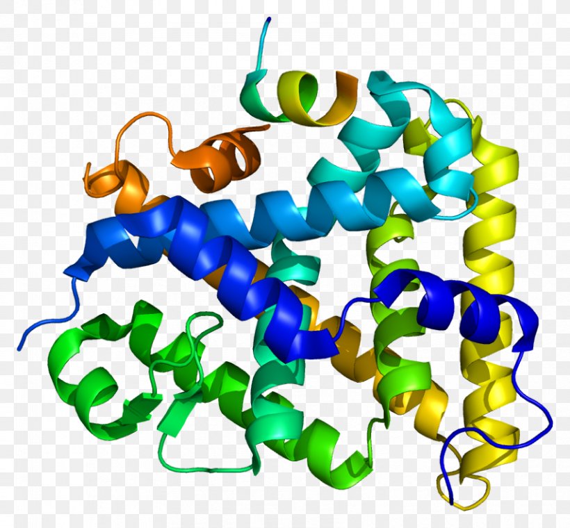 Steroidogenic Factor 1 Steroidogenic Acute Regulatory Protein Nuclear Receptor Gene, PNG, 854x792px, Steroidogenic Factor 1, Body Jewelry, Dominance, Gene, Gonad Download Free