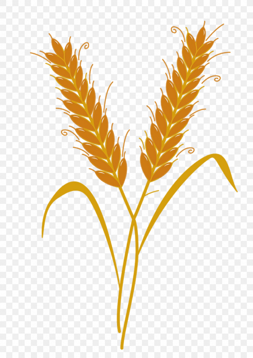 Wheat, PNG, 1018x1440px, Wheat, Animation, Film Grain, Gold, Grain Download Free