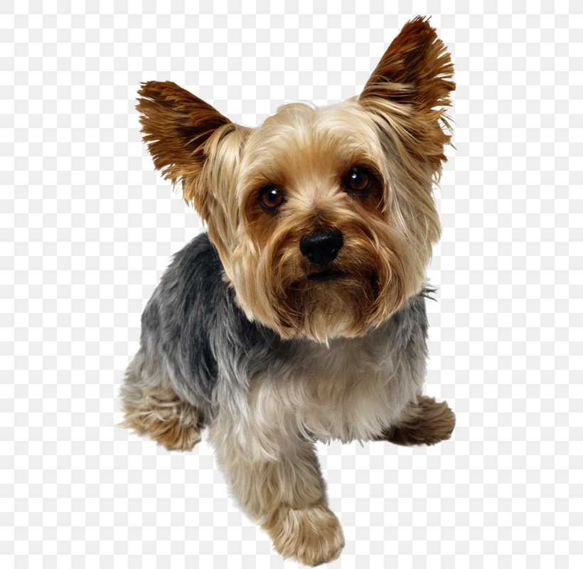 Yorkshire Terrier Puppy Yorkipoo Poodle Dog Breed, PNG, 526x800px, Yorkshire Terrier, American Kennel Club, Australian Silky Terrier, Australian Terrier, Breed Download Free
