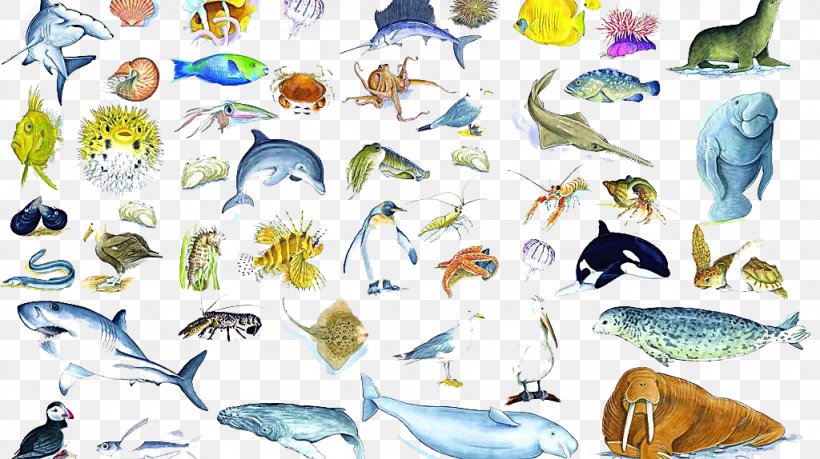 Crab Organism Marine Biology Seabed, PNG, 1024x574px, Crab, Art, Artwork, Asexual Reproduction, Biology Download Free